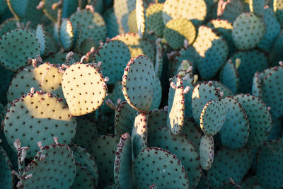 Full frame shot of prickly pear cactus