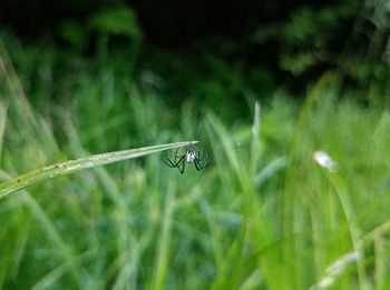 Spider hanging on blade of grass