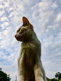 Low angle view of a cat looking away against sky