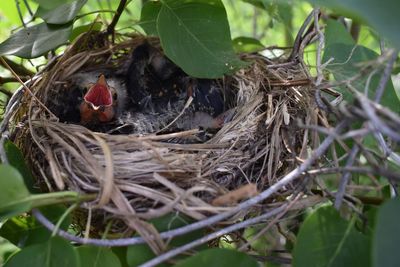 Close-up of birds in nest