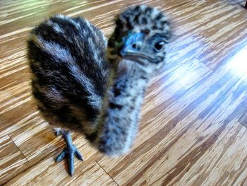 Close-up of an animal