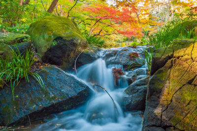 Scenic view of waterfall in forest