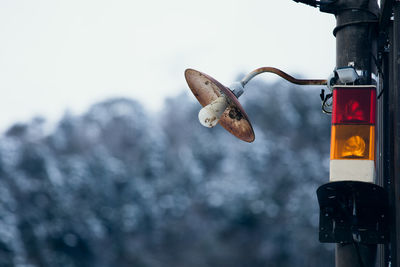 Close-up of bird against the sky