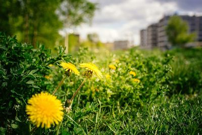 Plant growing on field