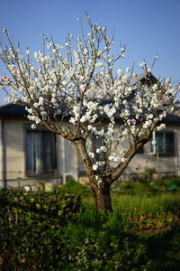 Flowers blooming on tree