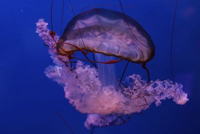 Close-up of jellyfish swimming in sea