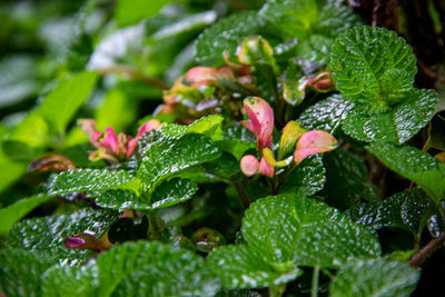 Close-up of raindrops on leaves