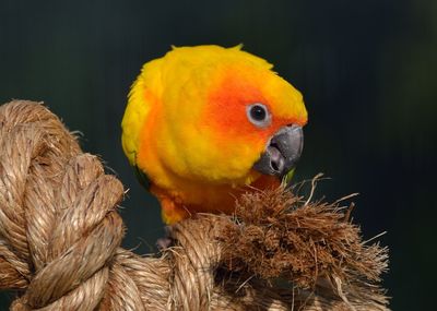 Close-up of parrot perching on yellow outdoors