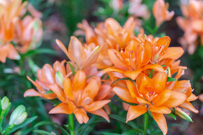 Close-up of orange lilies