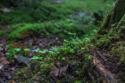 High angle view of moss growing on field