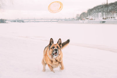 Dog running at beach