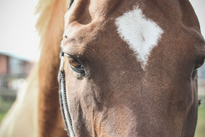 Close up of horse eyes