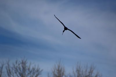 Low angle view of bird flying in sky