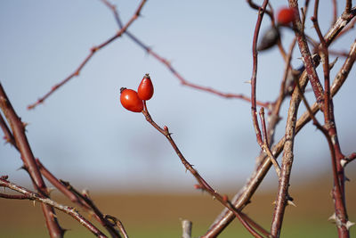 Low angle view of red berries on tree against sky