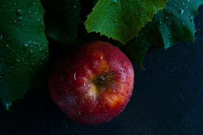 Close-up of red fruit on plant