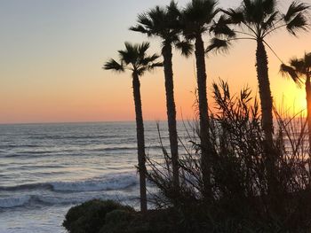 Silhouette palm trees on beach against sky during sunset