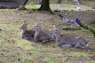 View of deer relaxing on field