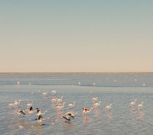 Birds in sea against clear sky