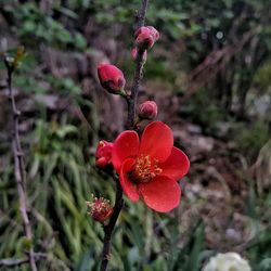 Close-up of red flower