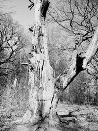 Low angle view of tree trunk against sky