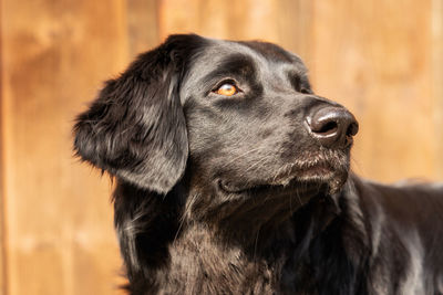 Close-up of dog looking away