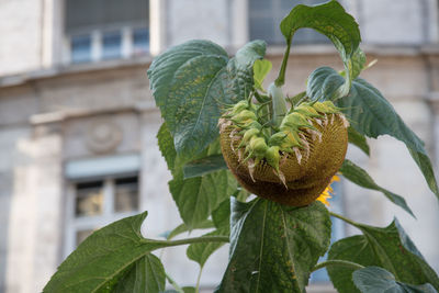 Close-up of fresh green plant