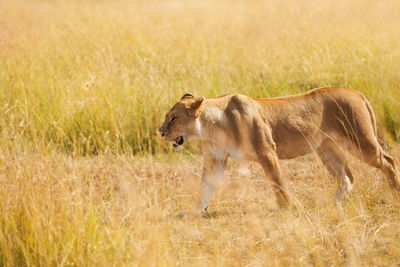 Side view of a cat walking on field