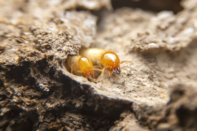 Close-up of insect on rock