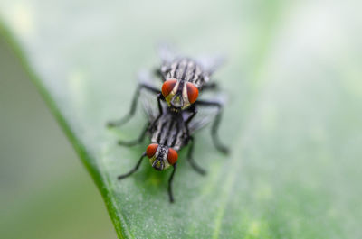 Close-up of insect on plant