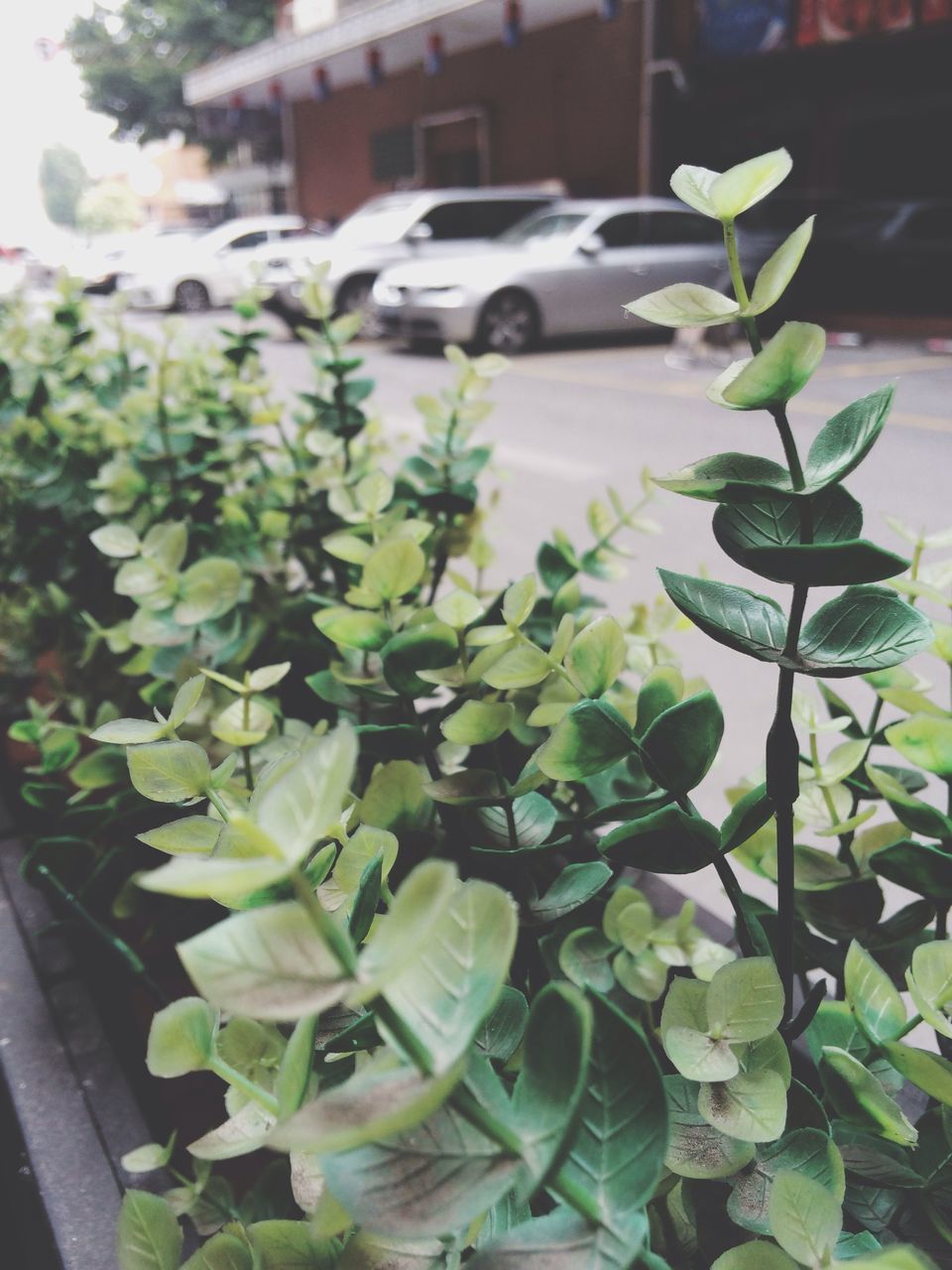 transportation, car, land vehicle, mode of transport, plant, growth, leaf, street, green color, road, day, nature, outdoors, focus on foreground, no people, sunlight, tree, flower, close-up, stationary