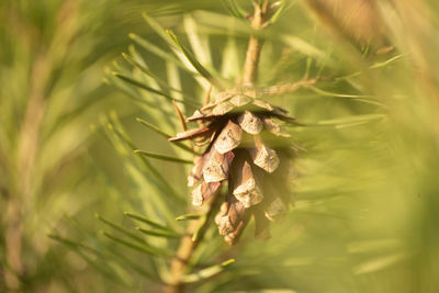 Close-up of pine cone on tree