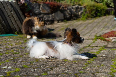 Dog relaxing on field