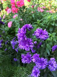 Purple flowers blooming outdoors