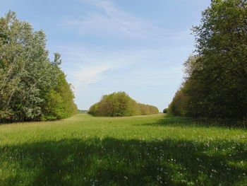 Scenic view of trees on field against sky