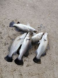 High angle view of dead fish on sand