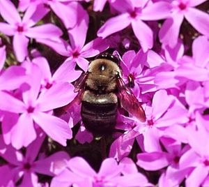 Close-up of insect on pink flower