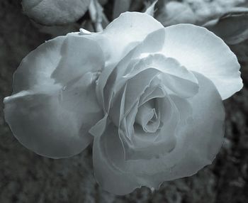 Close-up of flower blooming outdoors