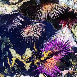 Low angle view of coral in sea