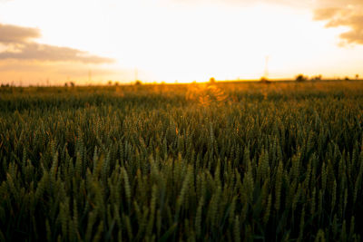 Crops growing on field against sky