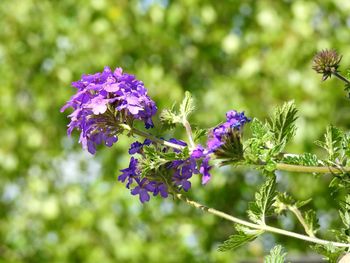 Close-up of purple flowering plant