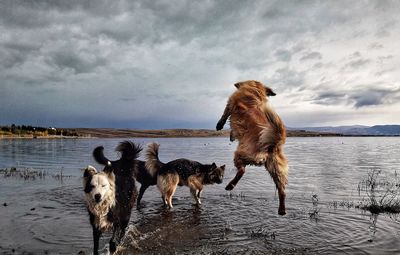 Dogs on lake