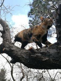 Low angle view of cat on tree against sky