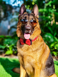 Portrait of dog on field