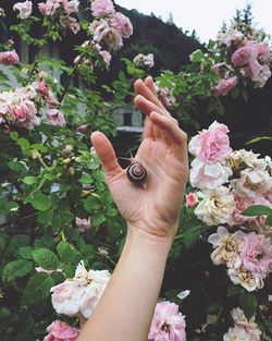 Close-up of hand holding pink flowering plants