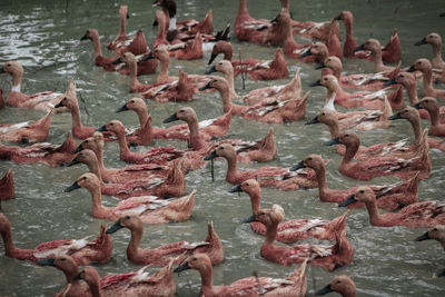 Flock of birds in lake