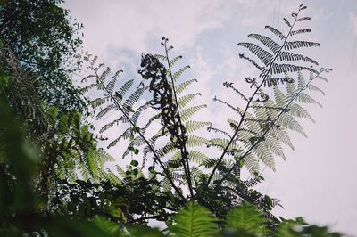 Low angle view of tree against sky