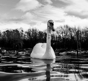 Black and white monochrome mute swan swans pair low-level water side view macro animal background