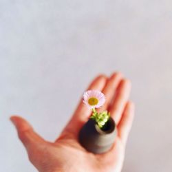 Cropped image of hand holding over white background