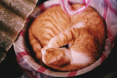 High angle view of ginger cat sleeping in container
