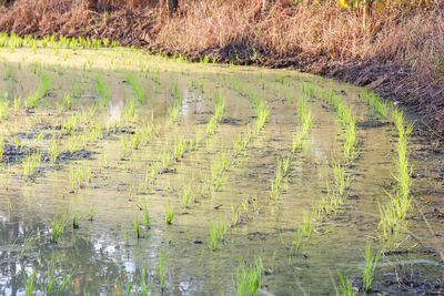 Plants growing in field
